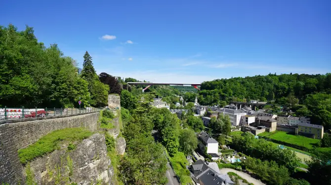 Rare Plant Rediscovered in the Heart of Luxembourg City