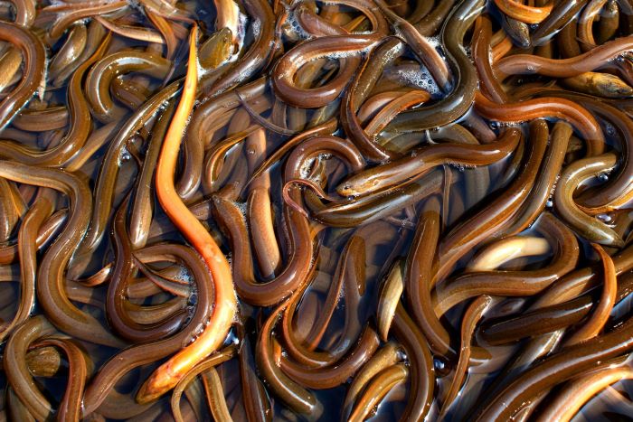 The Illegal Billion-Dollar Eel Trade, Fueling a Global Delicacy
