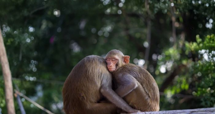Controversy Trails France’s Biomedical Research on Primate Breeding 