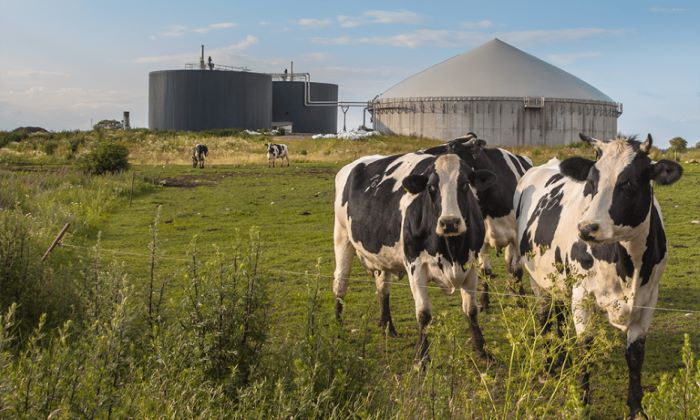 From Manure to Megawatts – How Britain Is Turning Cow Dung into Power