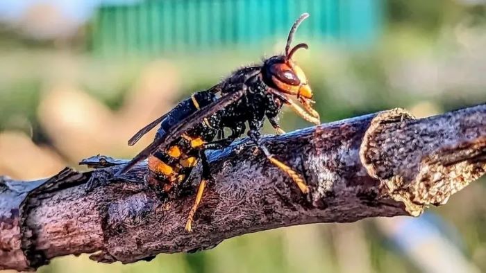 Luxembourg Braces for Surge in Asian Hornets as Warmer Winters Shift Europe’s Ecological Balance